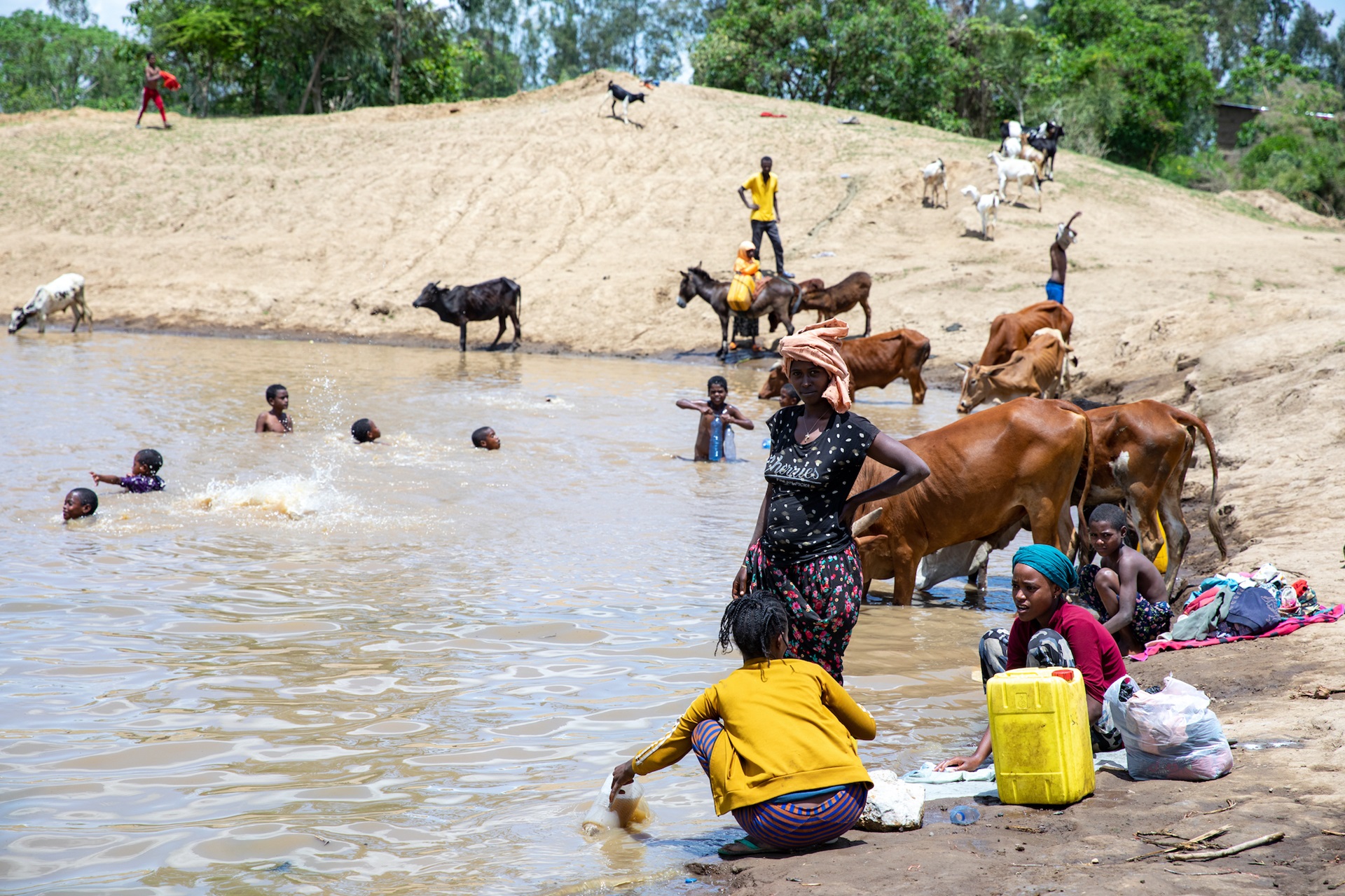 A pond in Ethiopia home to  freshwater snails that host schistosomiasis